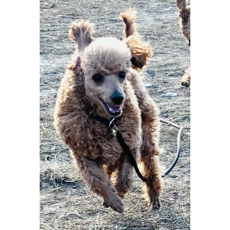 販売中の神奈川県のトイプードル-390481