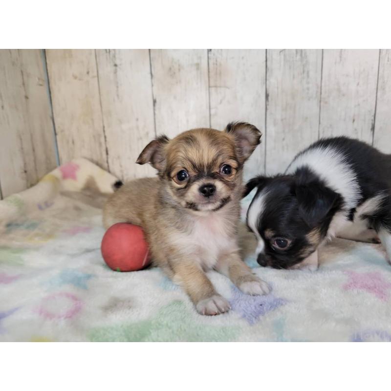 販売中の三重県のチワワ(ロングコート)-432316の5枚目