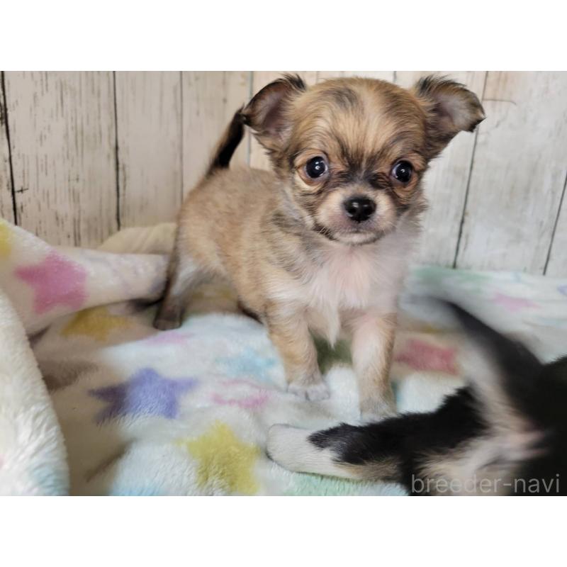 販売中の三重県のチワワ(ロングコート)-432316の4枚目