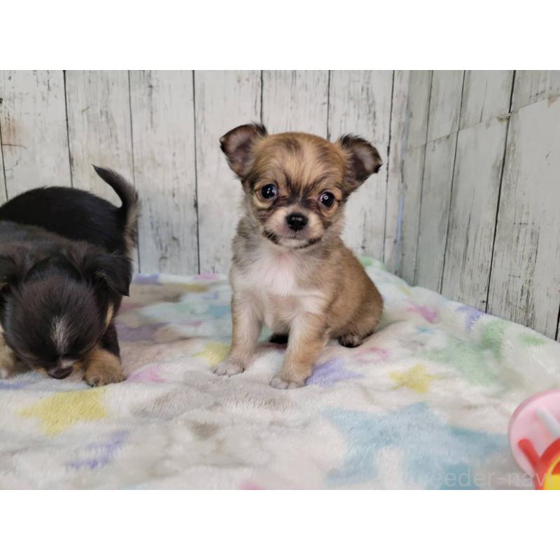 販売中の三重県のチワワ(ロングコート)-432316の3枚目