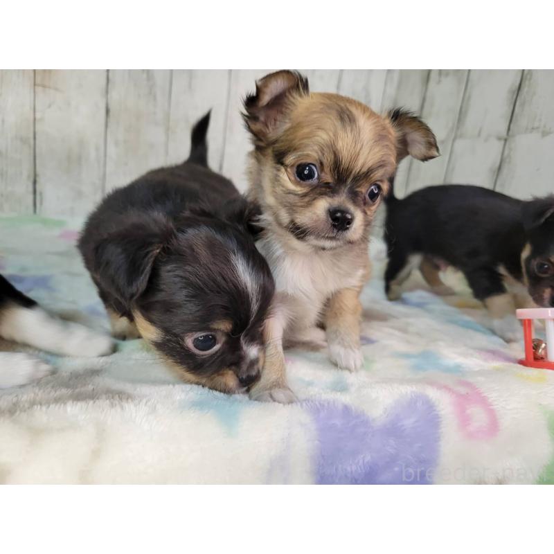 販売中の三重県のチワワ(ロングコート)-432316の2枚目