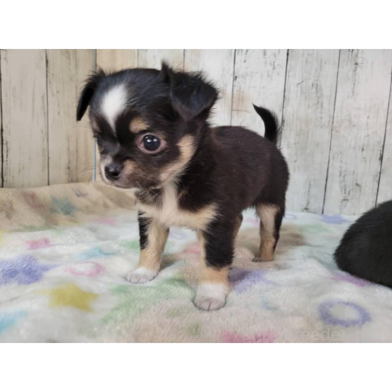 販売中の三重県のチワワ(ロングコート)-432317の5枚目