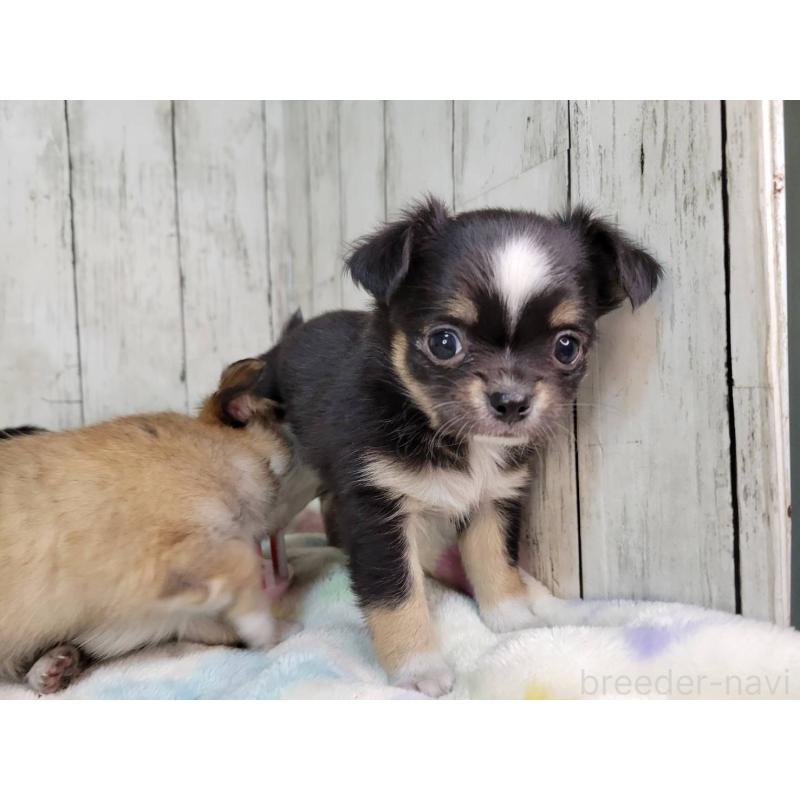 販売中の三重県のチワワ(ロングコート)-432317の4枚目