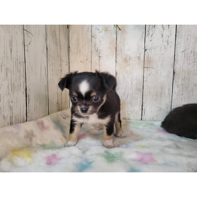 販売中の三重県のチワワ(ロングコート)-432317の3枚目