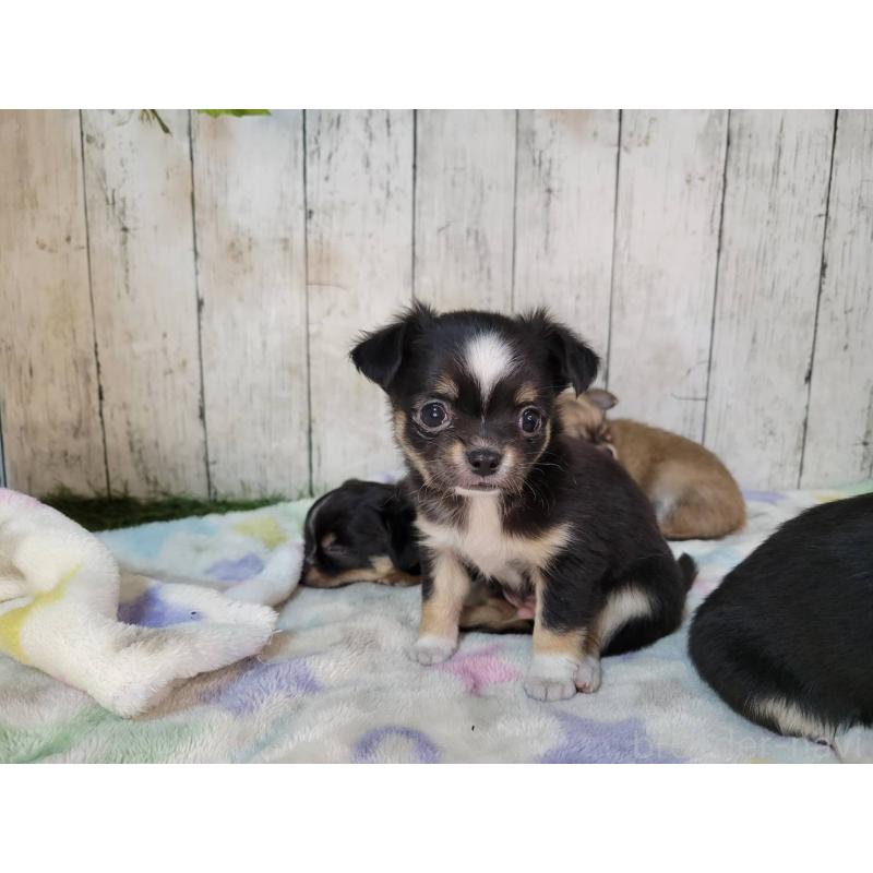 販売中の三重県のチワワ(ロングコート)-432317の2枚目