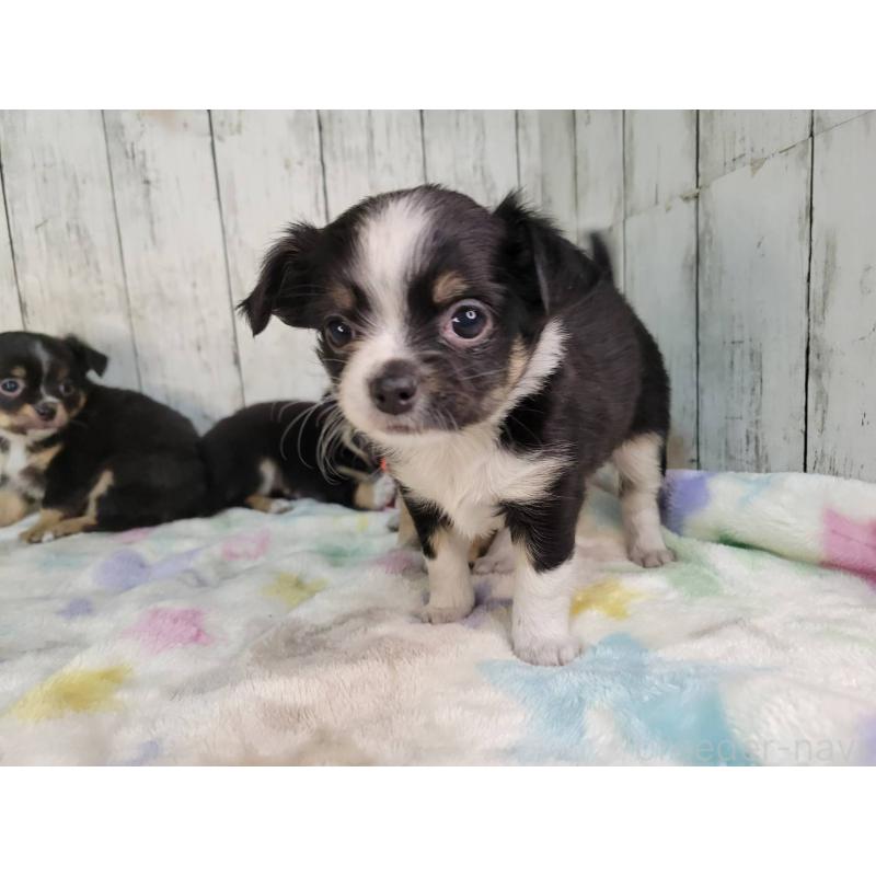 販売中の三重県のチワワ(ロングコート)-432318の5枚目