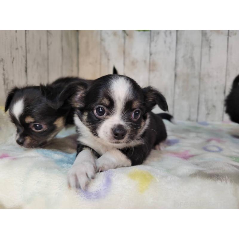 販売中の三重県のチワワ(ロングコート)-432318の4枚目