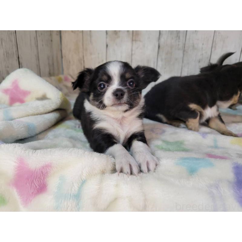 販売中の三重県のチワワ(ロングコート)-432318の3枚目