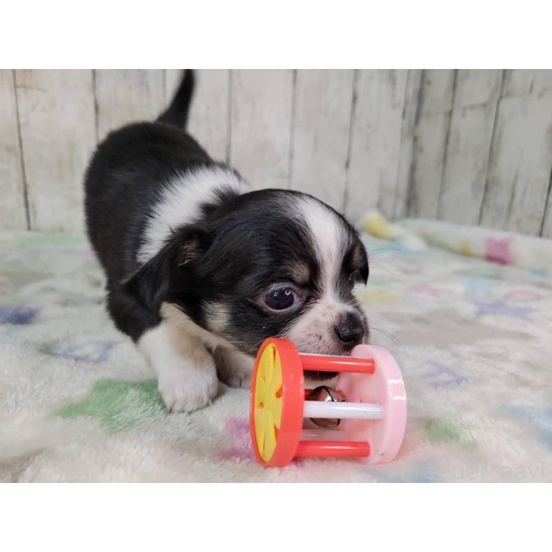 販売中の三重県のチワワ(ロングコート)-432318の2枚目