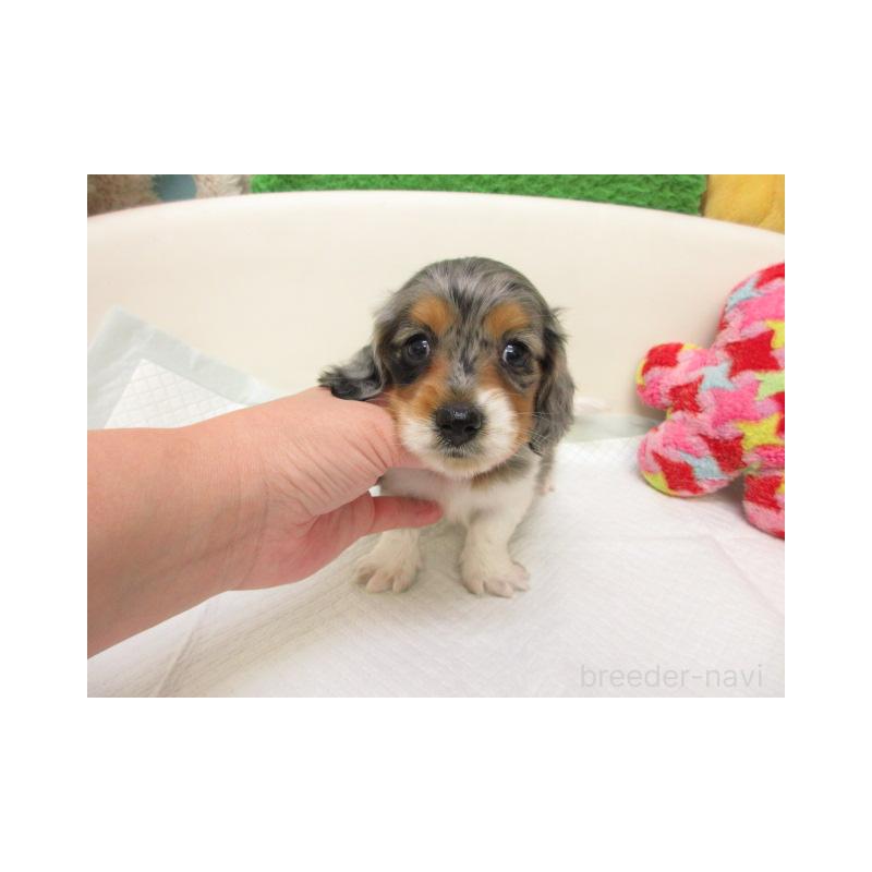 販売中の大阪府のミニチュアダックスフンド(ロングヘアード)-432319の2枚目