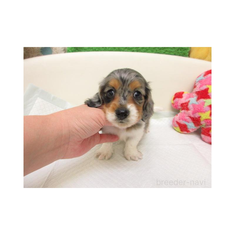 販売中の大阪府のミニチュアダックスフンド(ロングヘアード)-432319の1枚目