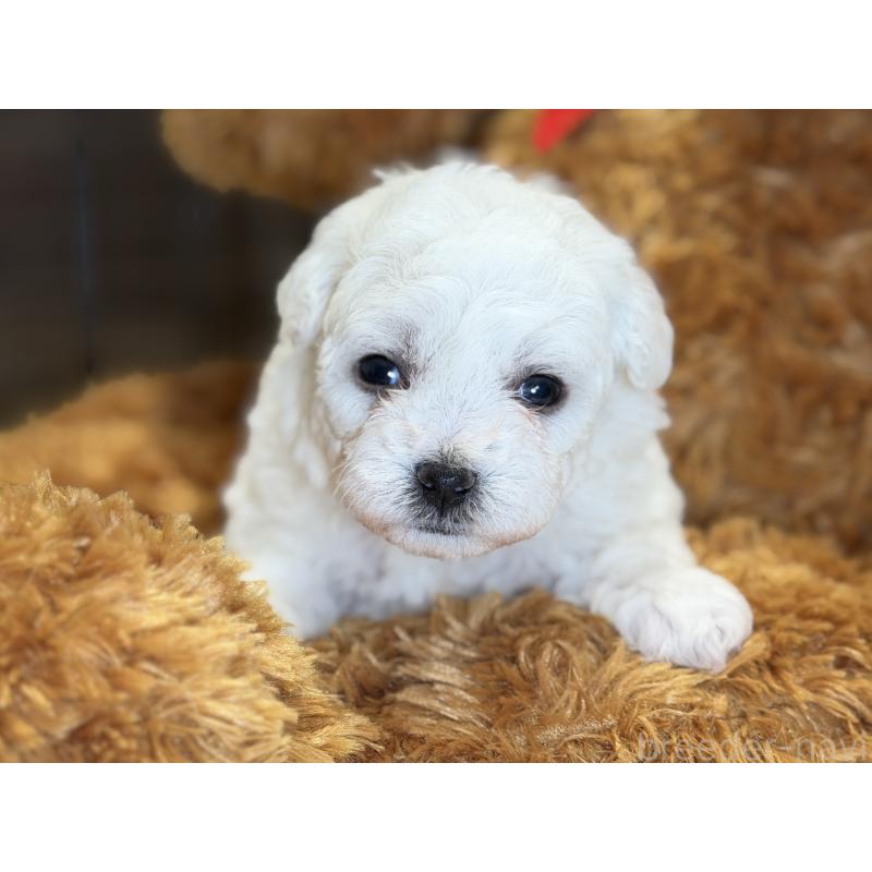 販売中の埼玉県のビションフリーゼ-432320の6枚目