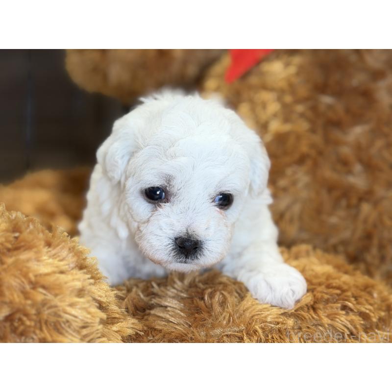 販売中の埼玉県のビションフリーゼ-432320の5枚目