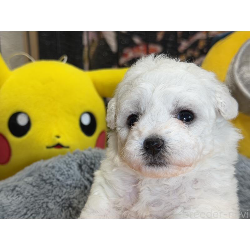 販売中の埼玉県のビションフリーゼ-432320の4枚目