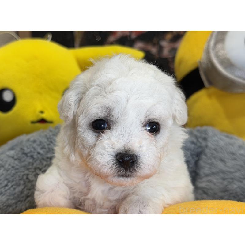 販売中の埼玉県のビションフリーゼ-432320の3枚目