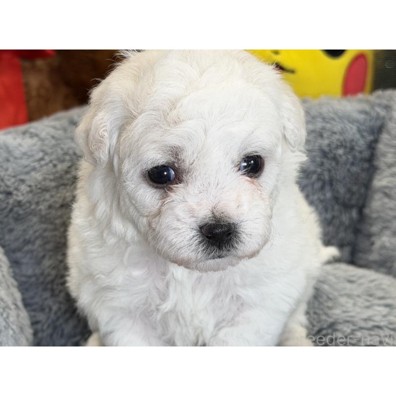 販売中の埼玉県のビションフリーゼ-432320の2枚目