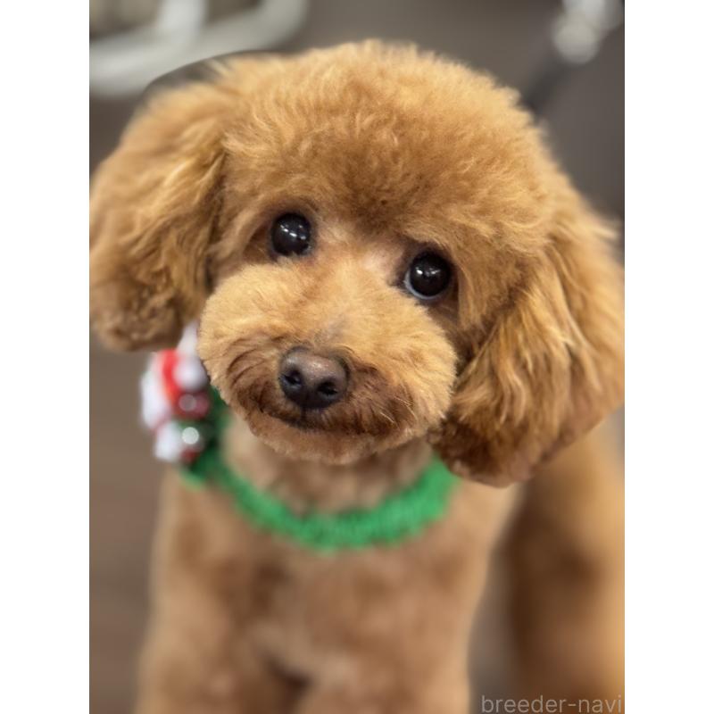 販売中の滋賀県のタイニープードル-392556の2枚目