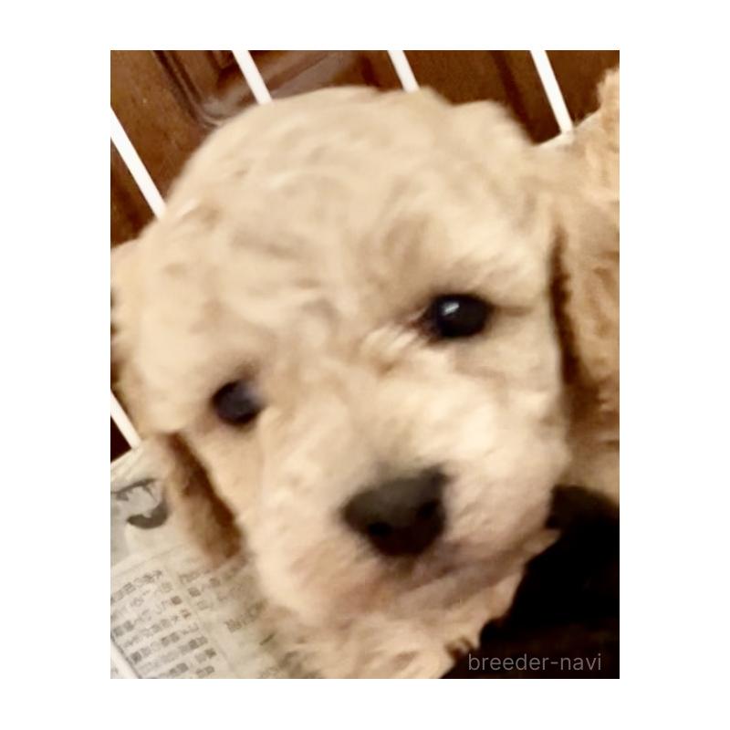 販売中の東京都のマルプー:マルチーズ×トイプードル-427267の8枚目