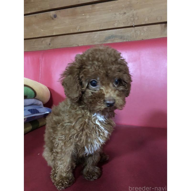 販売中の兵庫県のトイプードル-425599の15枚目