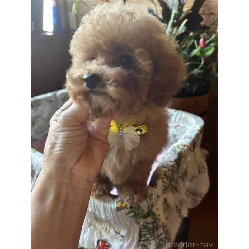 販売中の鹿児島県のトイプードル-432323の7枚目