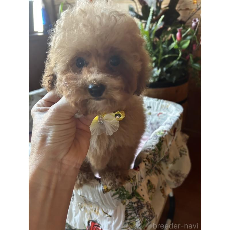 販売中の鹿児島県のトイプードル-432323の6枚目