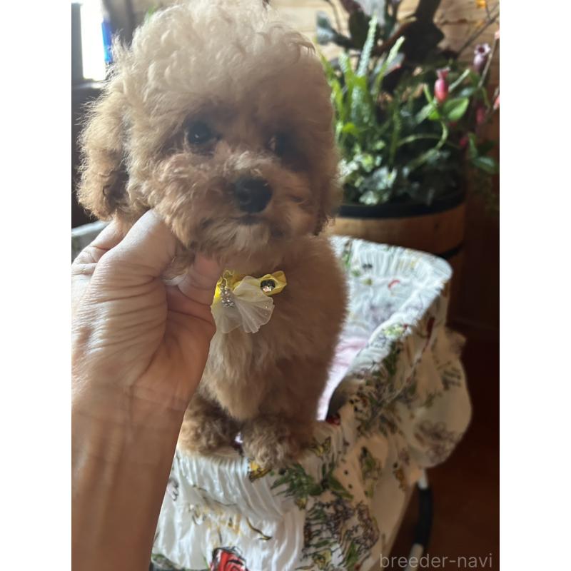 販売中の鹿児島県のトイプードル-432323の5枚目