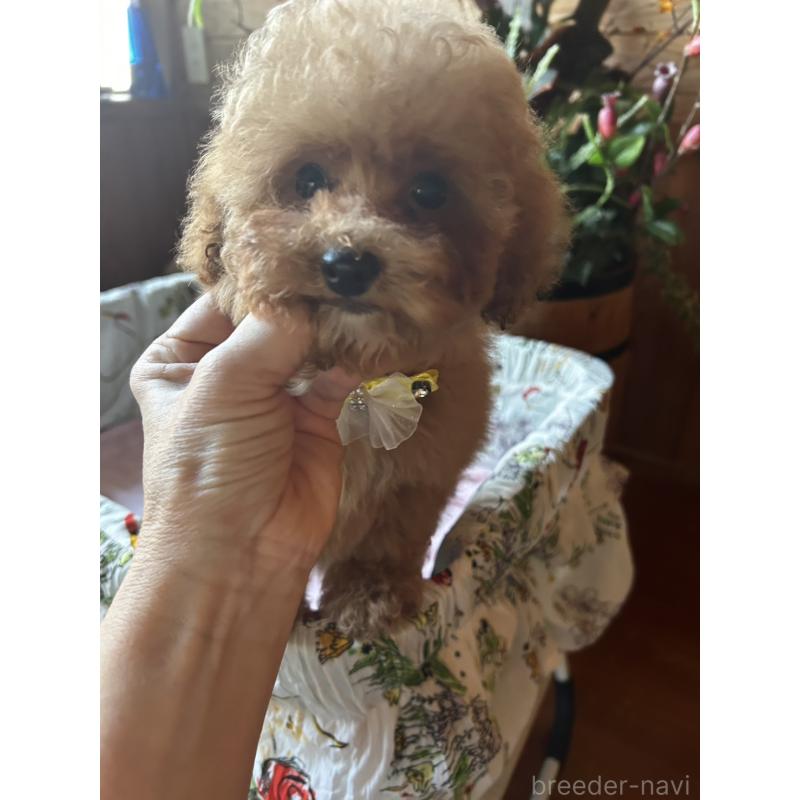 販売中の鹿児島県のトイプードル-432323の4枚目