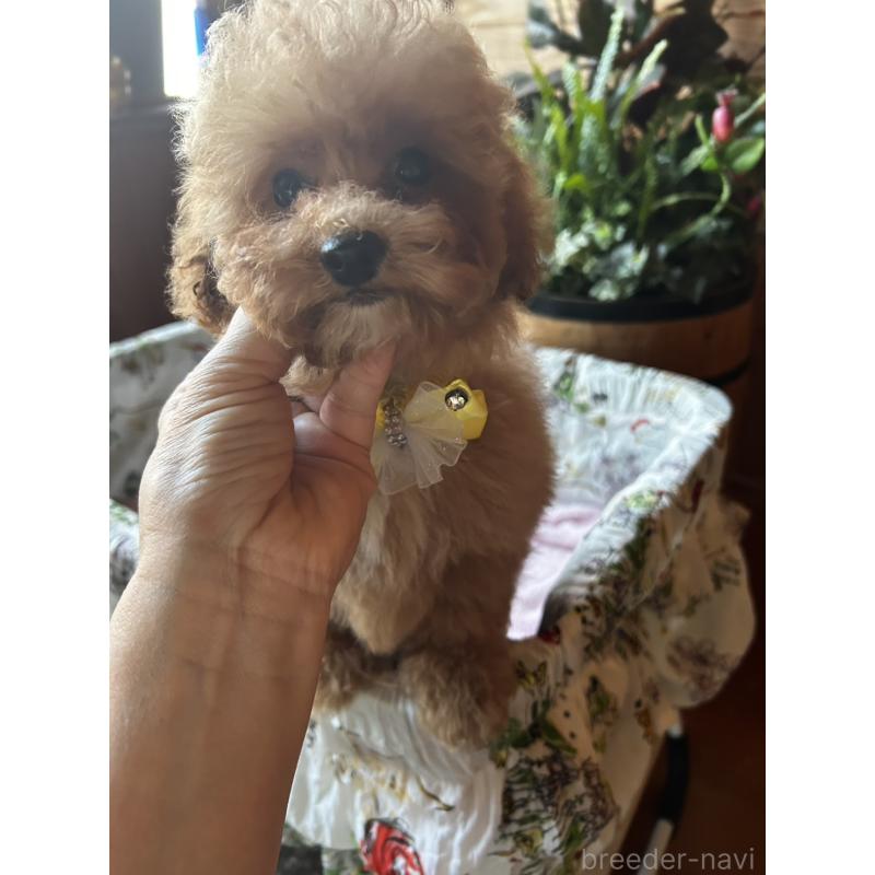 販売中の鹿児島県のトイプードル-432323の3枚目