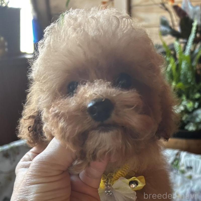 販売中の鹿児島県のトイプードル-432323の1枚目