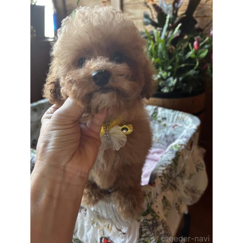販売中の鹿児島県のトイプードル-432323の2枚目