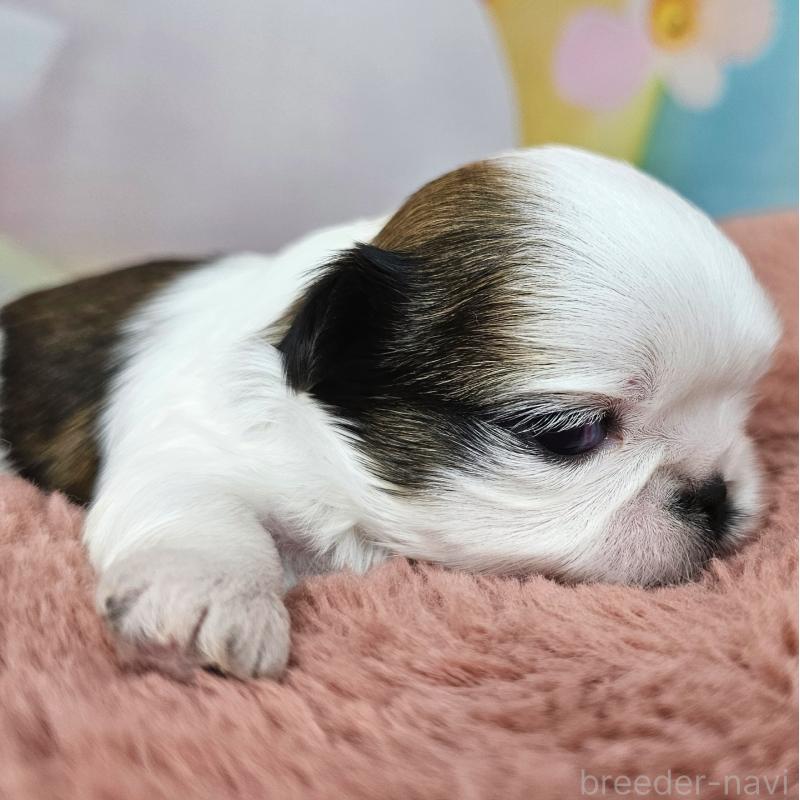 販売中の愛知県のシーズー-428584の24枚目