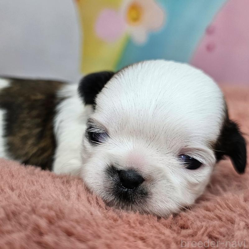 販売中の愛知県のシーズー-428584の23枚目