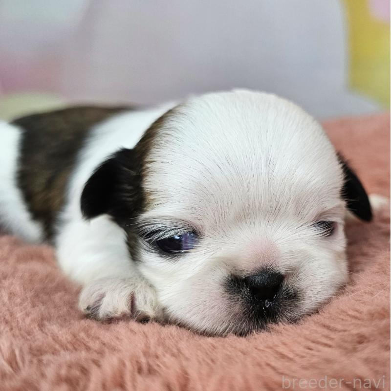 販売中の愛知県のシーズー-428584の22枚目