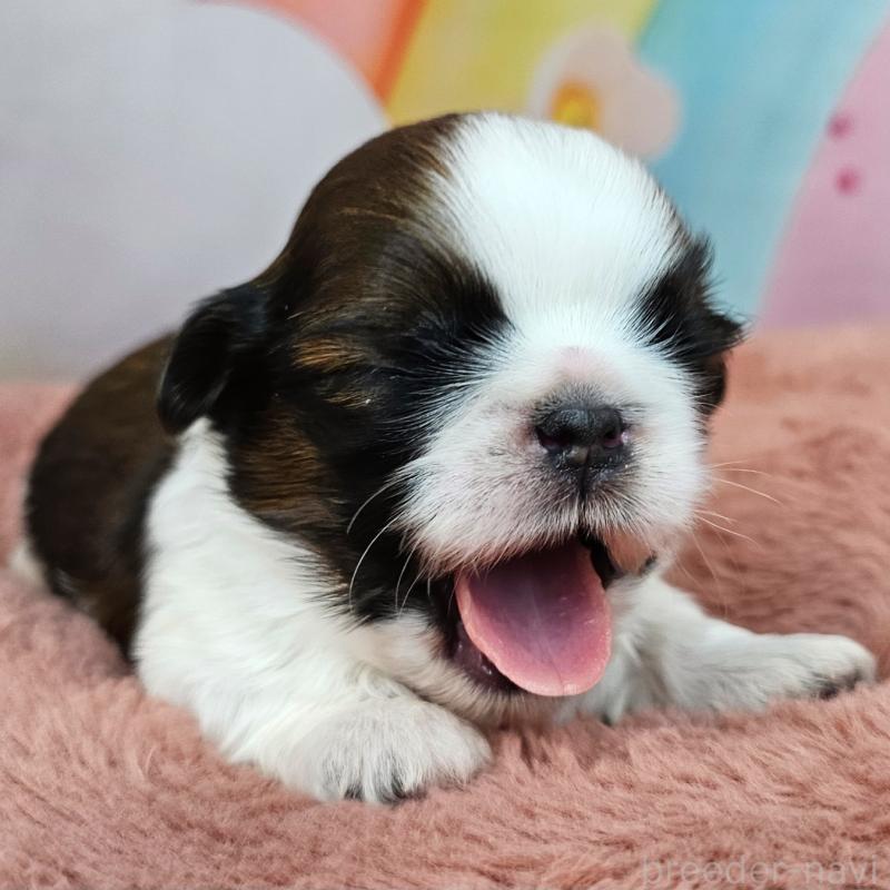 商談中の愛知県のシーズー-428579の12枚目