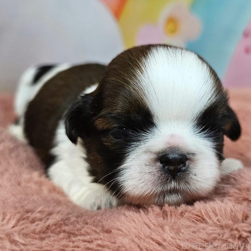 商談中の愛知県のシーズー-428579の11枚目