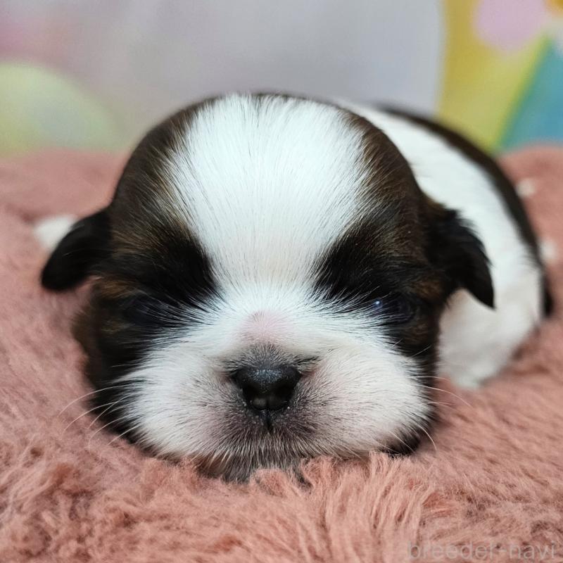 商談中の愛知県のシーズー-428579の10枚目