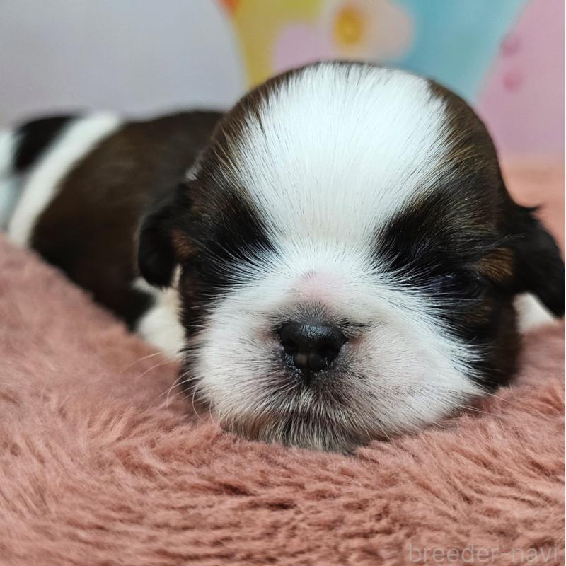 商談中の愛知県のシーズー-428579の9枚目