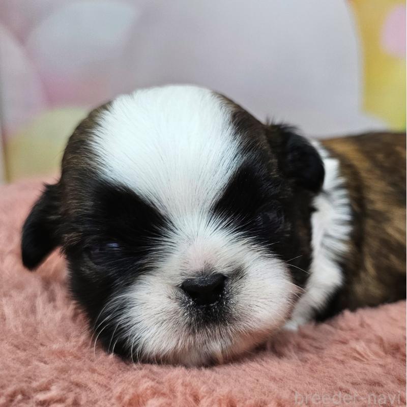 販売中の愛知県のシーズー-428583の31枚目