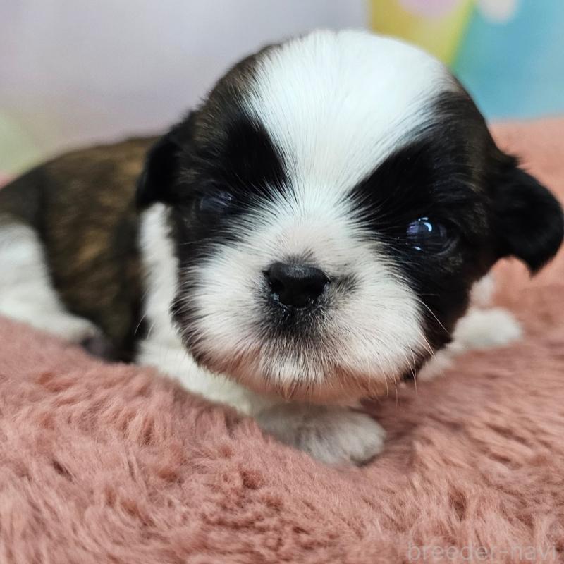 販売中の愛知県のシーズー-428583の30枚目