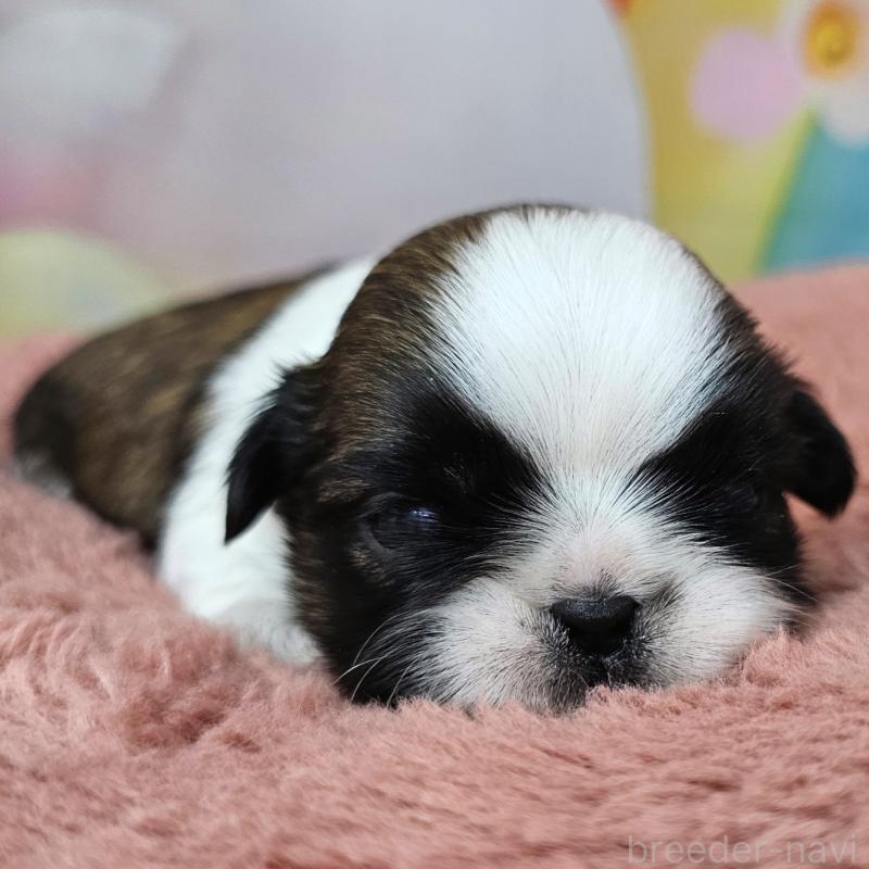 販売中の愛知県のシーズー-428583の29枚目