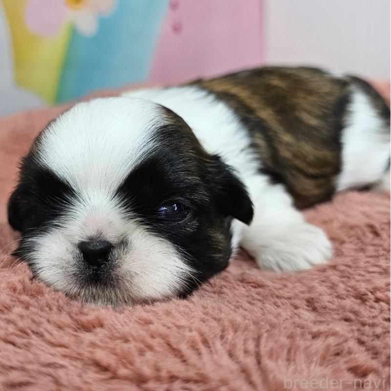 販売中の愛知県のシーズー-428583の28枚目