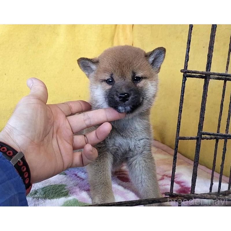 販売中の埼玉県の柴犬-432325の13枚目