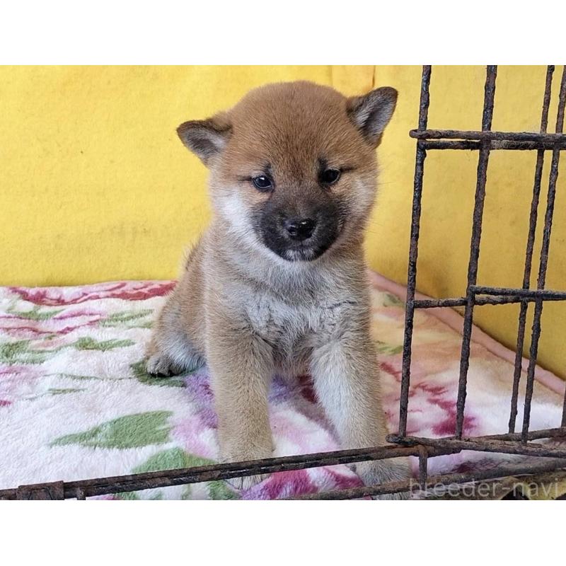 販売中の埼玉県の柴犬-432325の12枚目