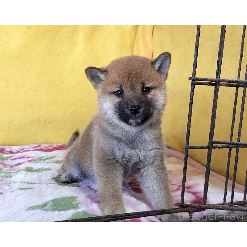 販売中の埼玉県の柴犬-432325の11枚目