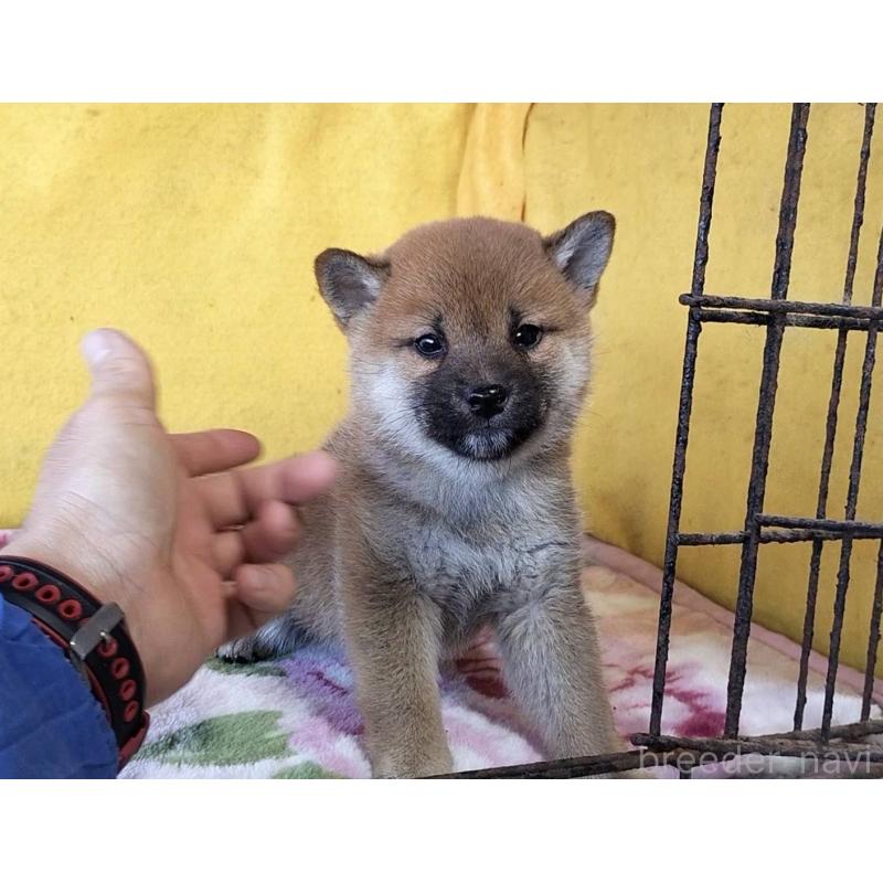 販売中の埼玉県の柴犬-432325の10枚目