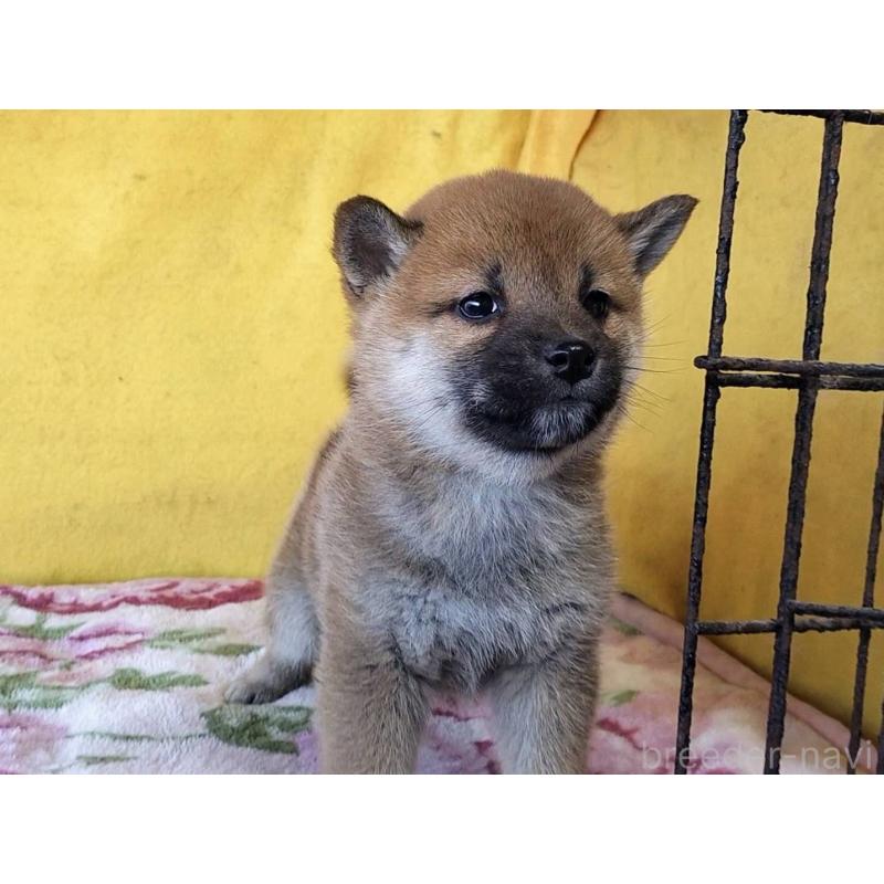 販売中の埼玉県の柴犬-432325の9枚目