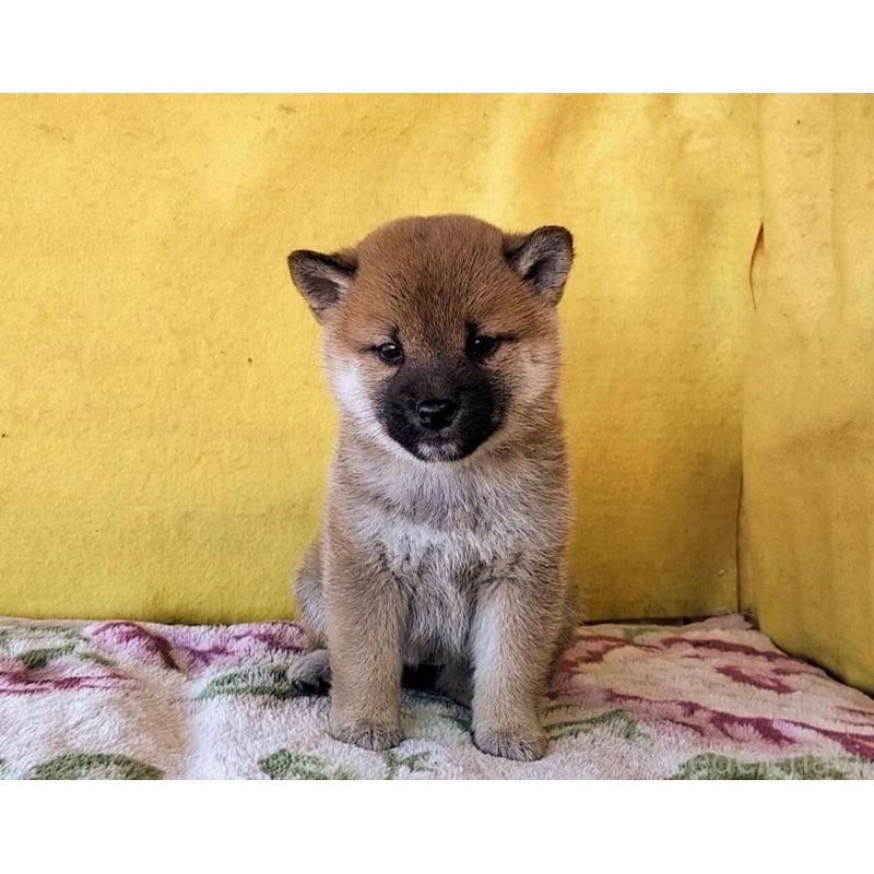 販売中の埼玉県の柴犬-432325の8枚目