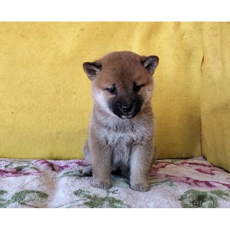 販売中の埼玉県の柴犬-432325の7枚目