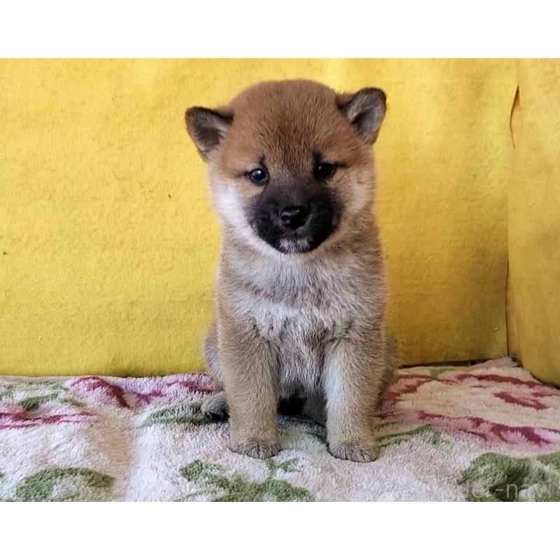 販売中の埼玉県の柴犬-432325の5枚目