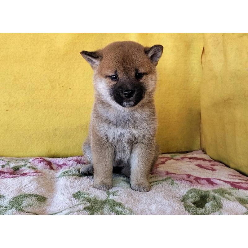 販売中の埼玉県の柴犬-432325の6枚目